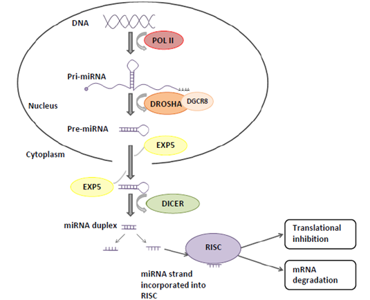 Figure 1. Normal to cancer.